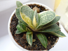 DSC08901.JPG �������� ������ var.- 150 (������1,5.