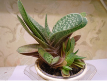 DSC08922.JPG �������� ������ - 150 (������ 7 ��.)