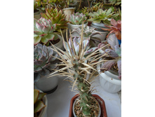 DSC08926.JPG ������ (������������) - 150