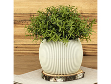 ����� ��� ������ ������������� "�������" 0,35�, �11,5��, h9��, ������ �� ��������, ����� ������ (������) 2 �� 129 ���