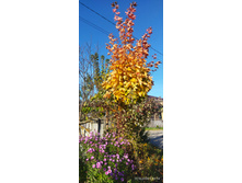 IMG 20241013 131442.jpg