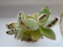 DSC08913.JPG �������� ��������� - 100