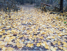 20241026 ��-��������� �������� 132629.jpg