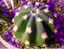 DSC08934.JPG ����� Notocactus - 150