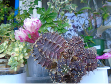 DSC05842.JPG �����- 150 (������������� ����������