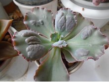 DSC08900.JPG �������� ����� - 200 ��� (8 ��.)