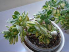 DSC08917.JPG ������ ������� - 150