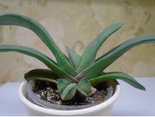 DSC08921.JPG�������� Glomerata - 100 ���