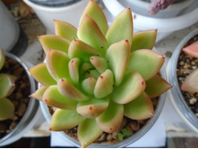 DSC08895.JPG�������� � �������� ��������� 150  ��