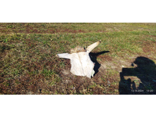 IMG 20241013 132002.jpg