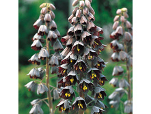 Persica (���. � ��. 1) ����������� ���� 2,87 ���� �������� 3 ��.jpg