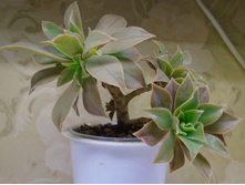 DSC08919.JPG ������ Decorum - 150 ���.