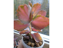 DSC08886.JPG�������� (���) - 150