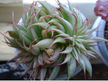 DSC08876.JPG ������� ���� - 250 (������������)