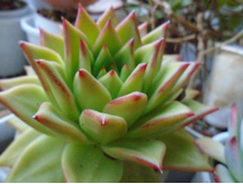 DSC08898.JPG �������� � �������� ���������.