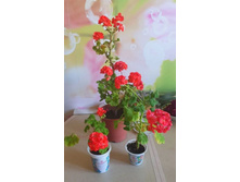 ������ ��.JPG