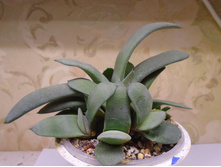 DSC08920.JPG �������� Glomerata - 200 ���