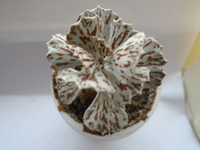 DSC08906.JPG�������� ����������� - 100