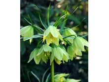 Raddeana (���. � ��. 1) ����������� ���� 5,32 ���� �������� 2 ��.jpg