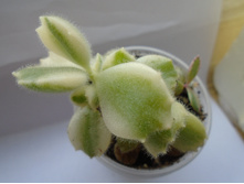 DSC08902.JPG ��������� ��������� ���� ���� - 150