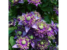 Taiga ���� 5,67 ���� �������� 4 ��.jpg