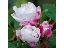 ���� �������� ���� �����.jpg