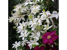 Roko-Kolla ������ ��������������� ���� 12,03 ���� �������� 4 ��