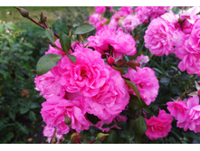 IMG 20240910 190733.jpg