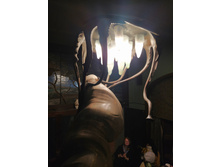 IMG 20241116 143813.jpg