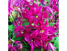 Rosalyn (sin. Zo09087) ���� 5,96 ���� �������� 2 ��.jpg