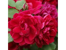 ���� �������� ������