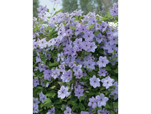 �������� �������� +25�