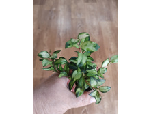 ���� Lacunosa Bruno tricolor.