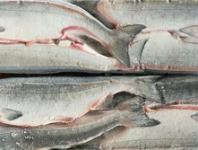 ����� �/� ��� 2-3 ��, ���� 1180 ���