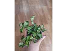 ���� Lacunosa Bruno tricolor.