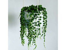 ���������� �����