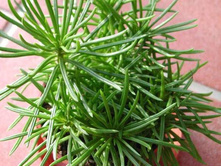 ���������� ������ �������