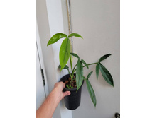 ����������� �����������