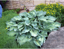 Guardian Angel ����: 2.09 ���� �������� 9��