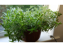 �������� �����������