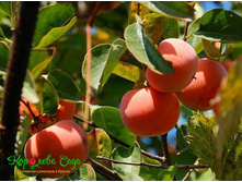 ����� ��������� ��������