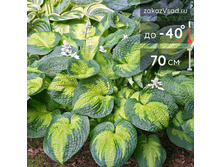 ����� ������ ������