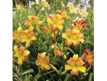 ���� ������� ������ ���� +25� �400