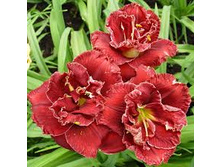 �������� ���� ��� ���� +25�