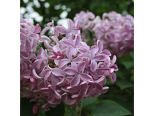 ������ (�����������)