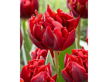 Red princecc