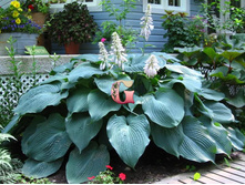 ��� �����