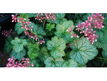 971867 9a6510cfd37e4e37ae43f64c2134568f~mv2.jpg