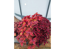 ����� ��������.jpg