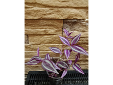 ������� ���� ��������.jpg